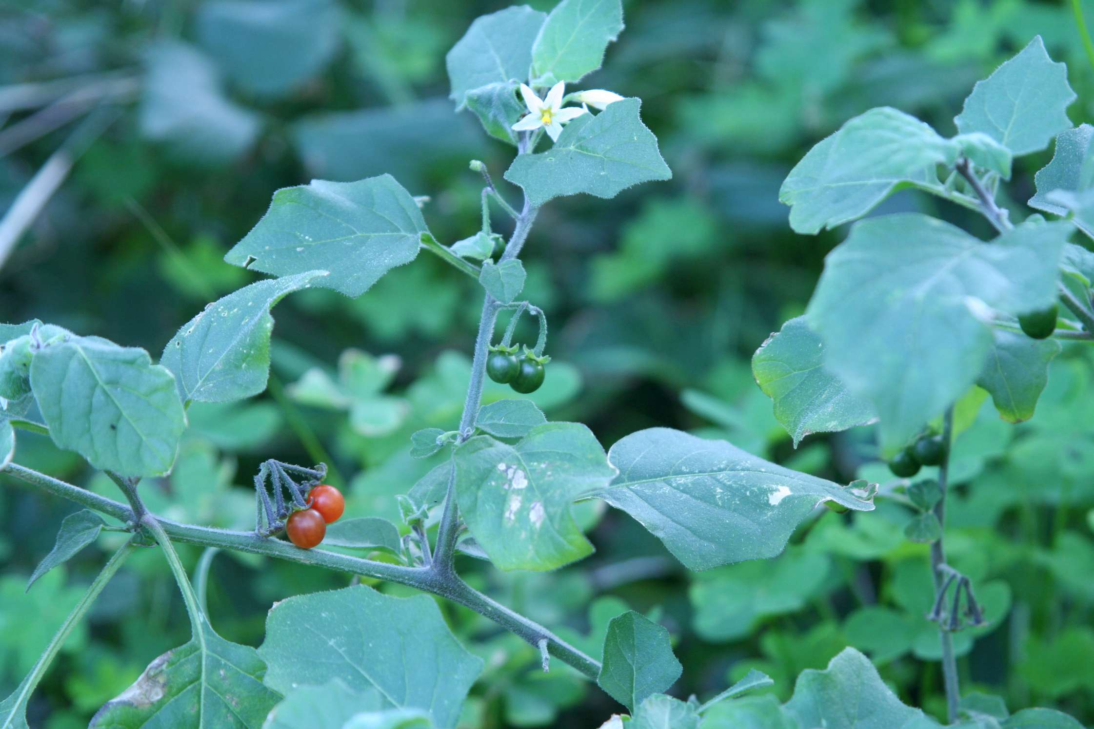 Serve il vostro aiuto - Solanum nigrum e villosum